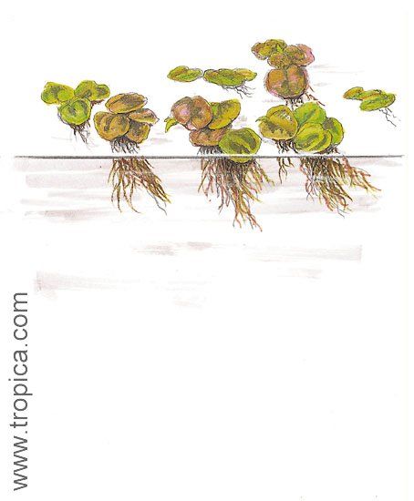 Phyllanthus fluitans