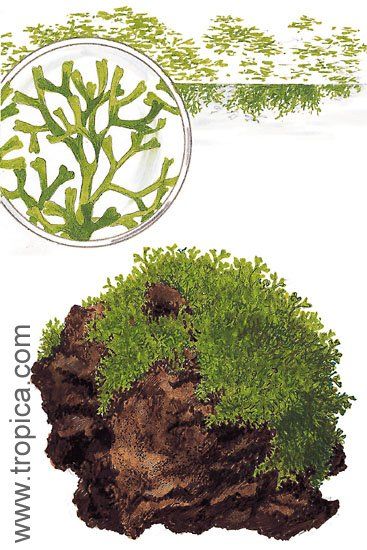 Riccia fluitans