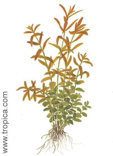 Rotala rotundifolia