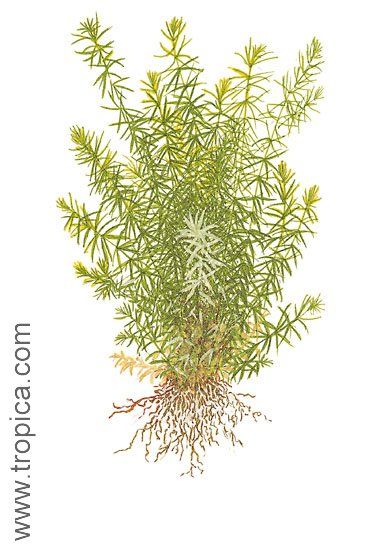 Rotala sp. 'Nanjenshan'