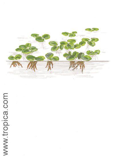 Salvinia cucullata