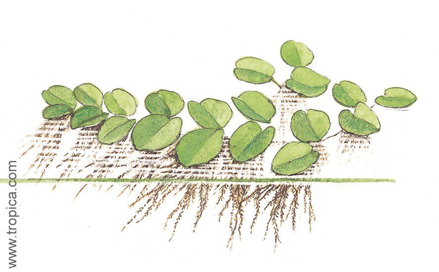 Salvinia natans