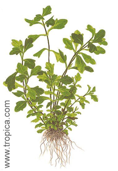 Shinnersia rivularis