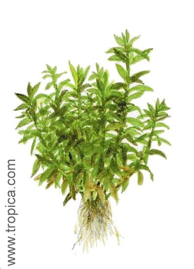 Tonina fluviatilis