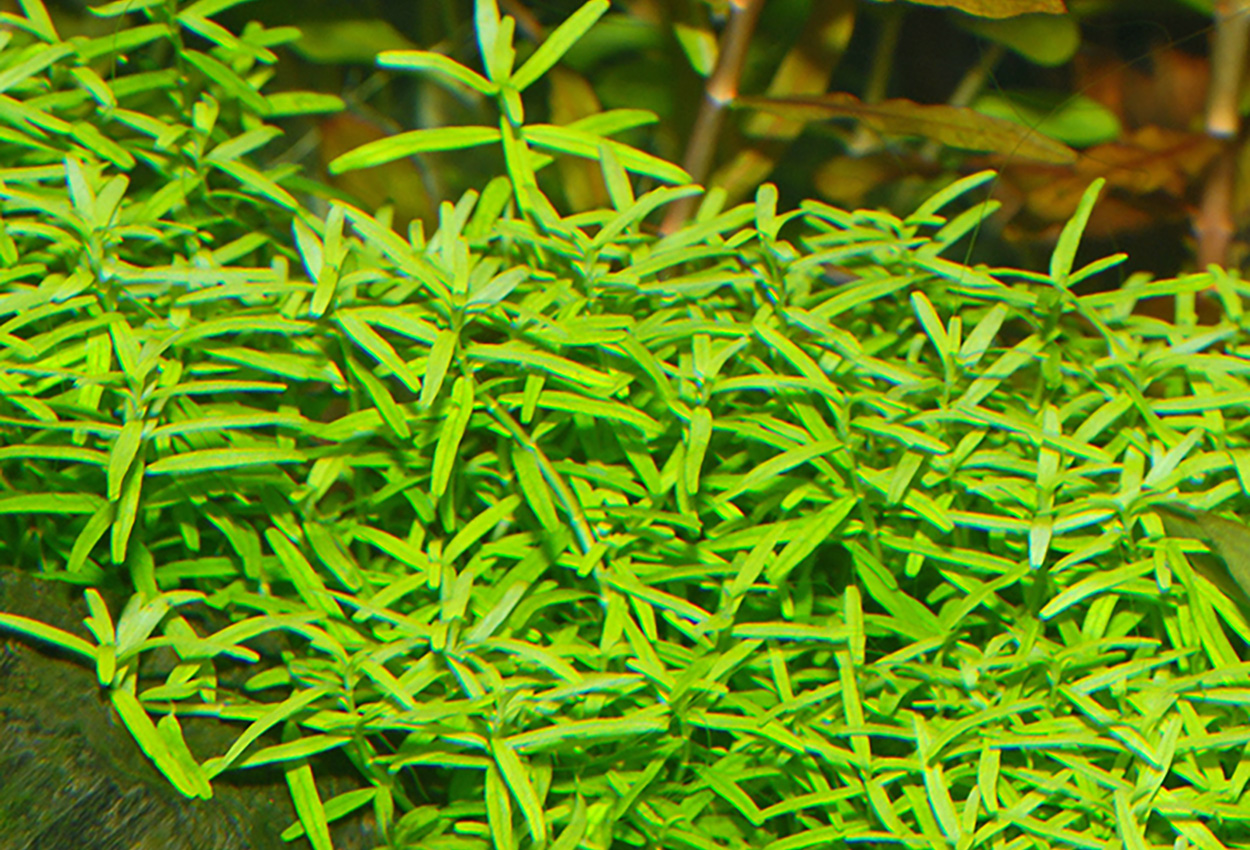 Grønn rotala