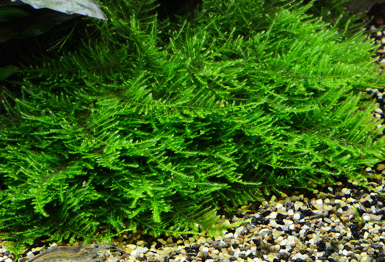 Taxiphyllum sp. 'spiky