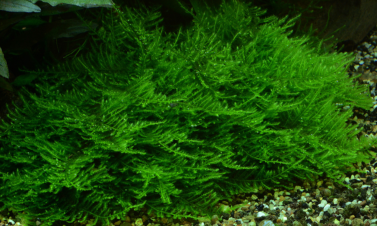 Taxiphyllum sp. 'spiky