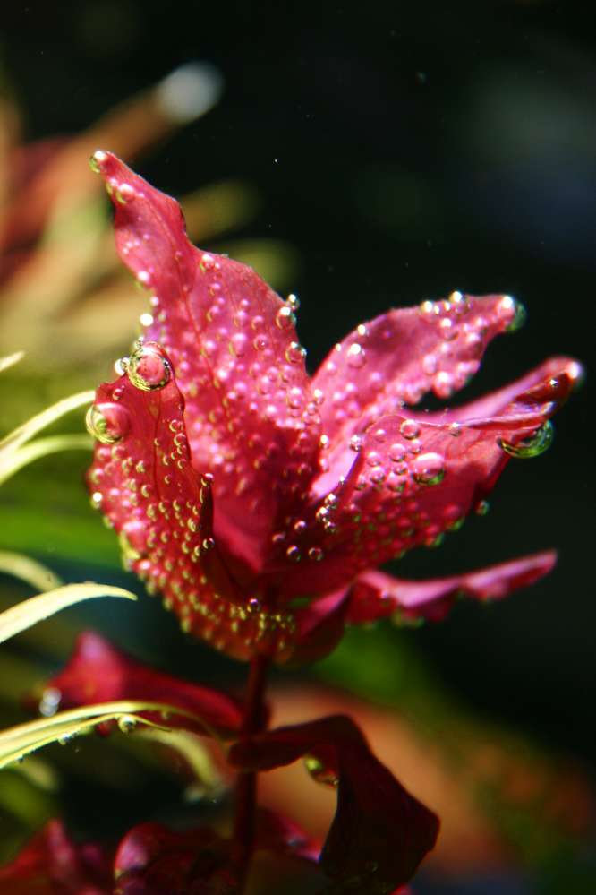 Rotala macranda