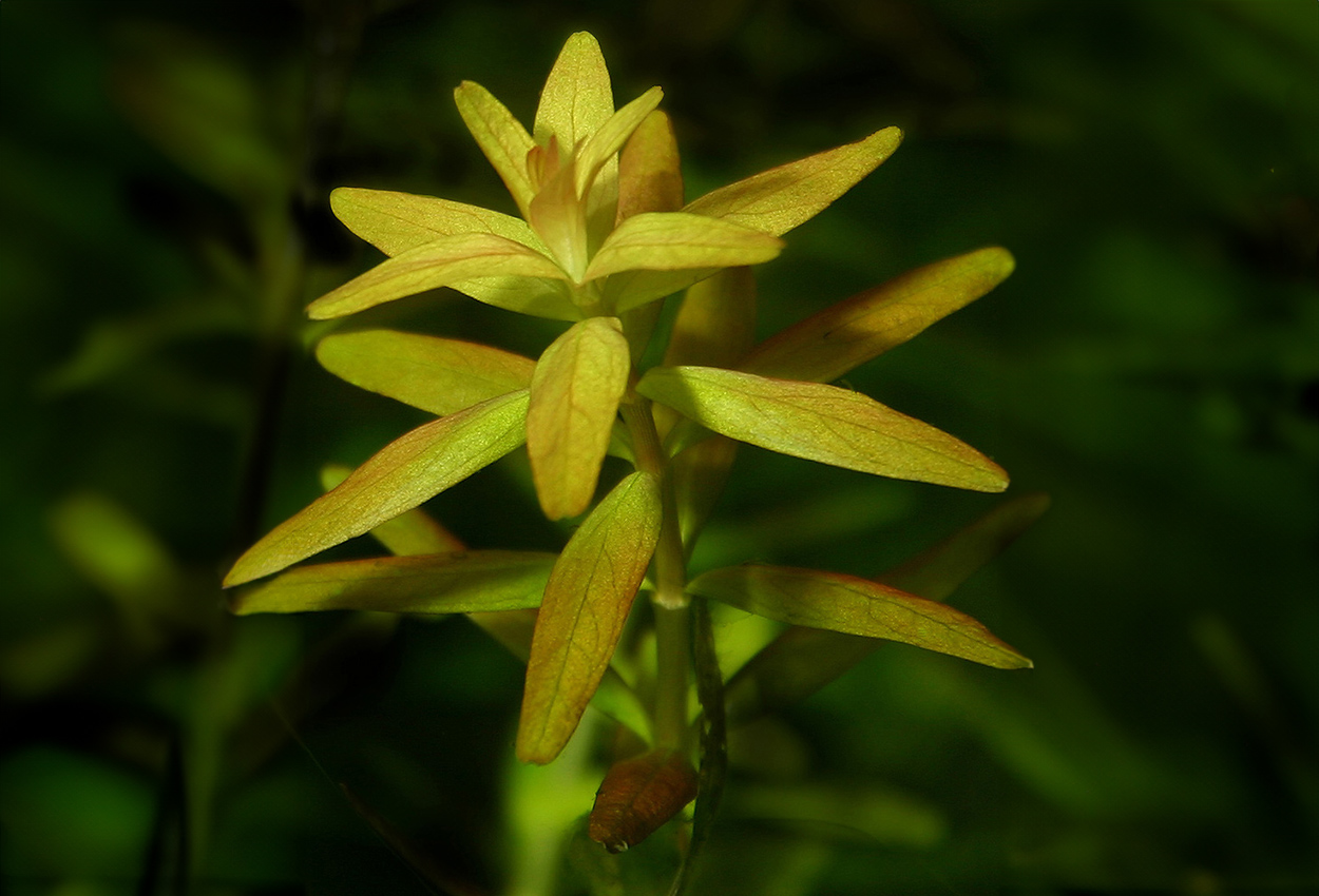 Rundbladet rotala