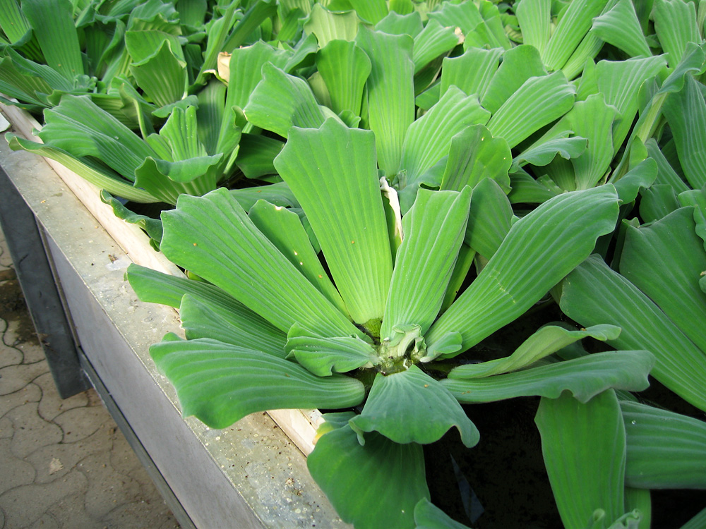 Pistia stratiotes