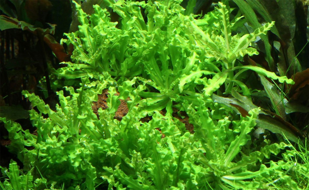 Pogostemon helferi