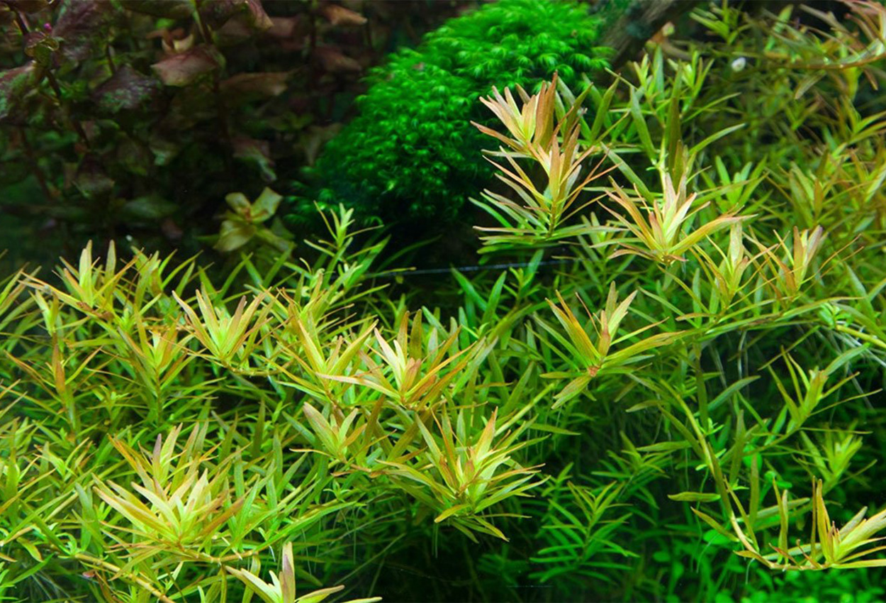 Rotala H'ra