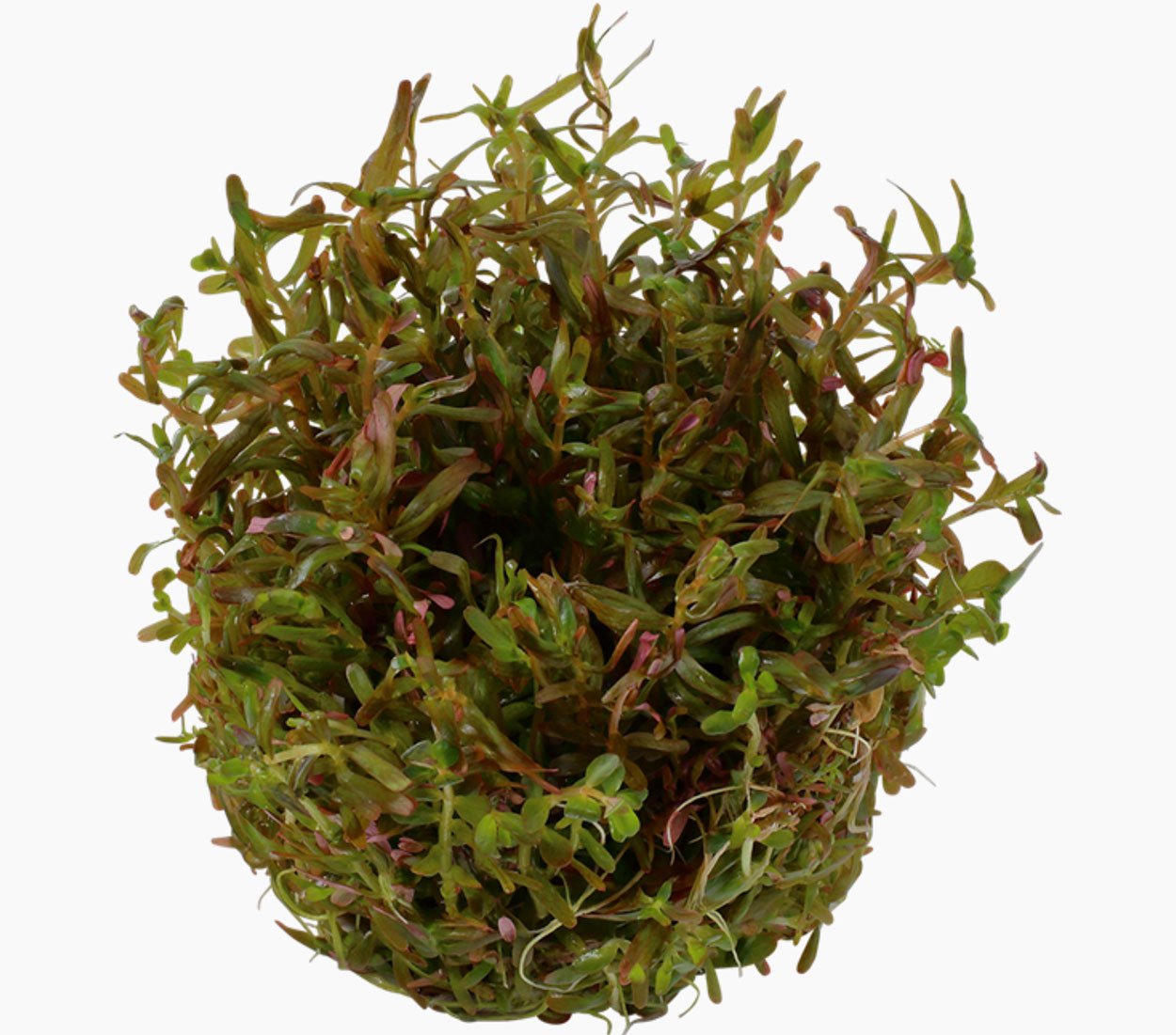 Rotala rotundifolia 'H´ra'