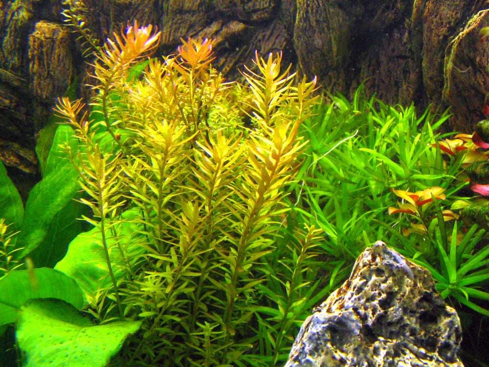 Rotala rotundifolia
