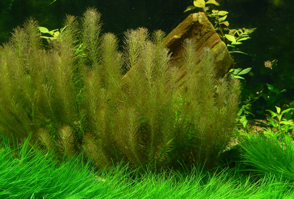 Krans rotala