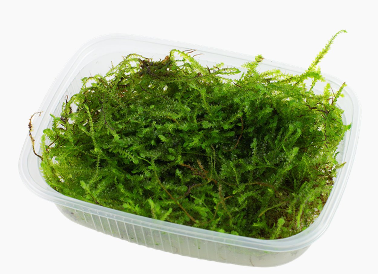 Taxiphyllum barbieri