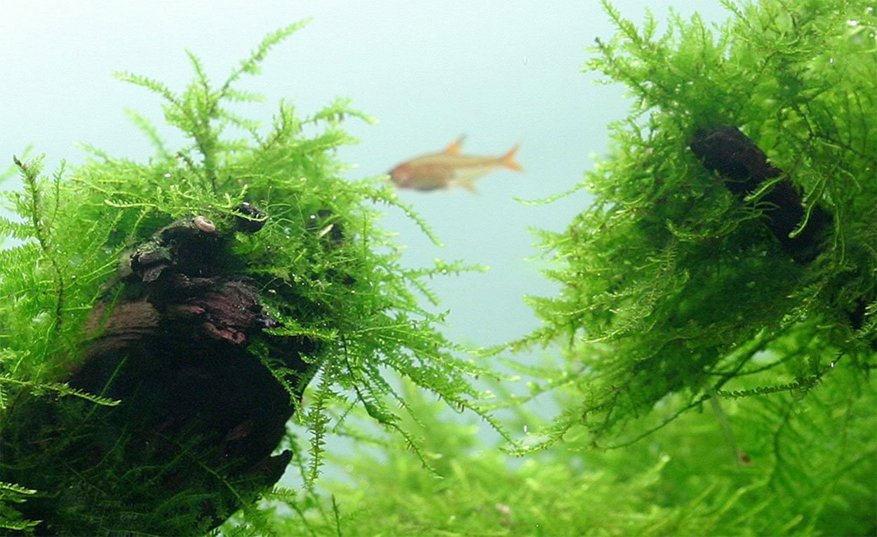 Taxiphyllum barbieri