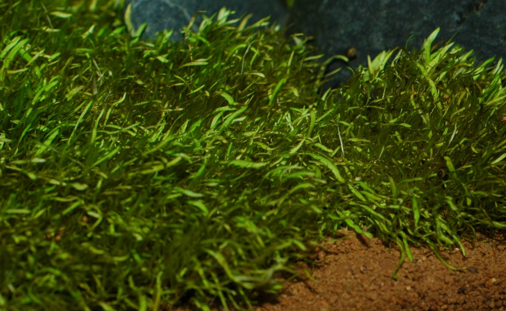 Utricularia graminifolia
