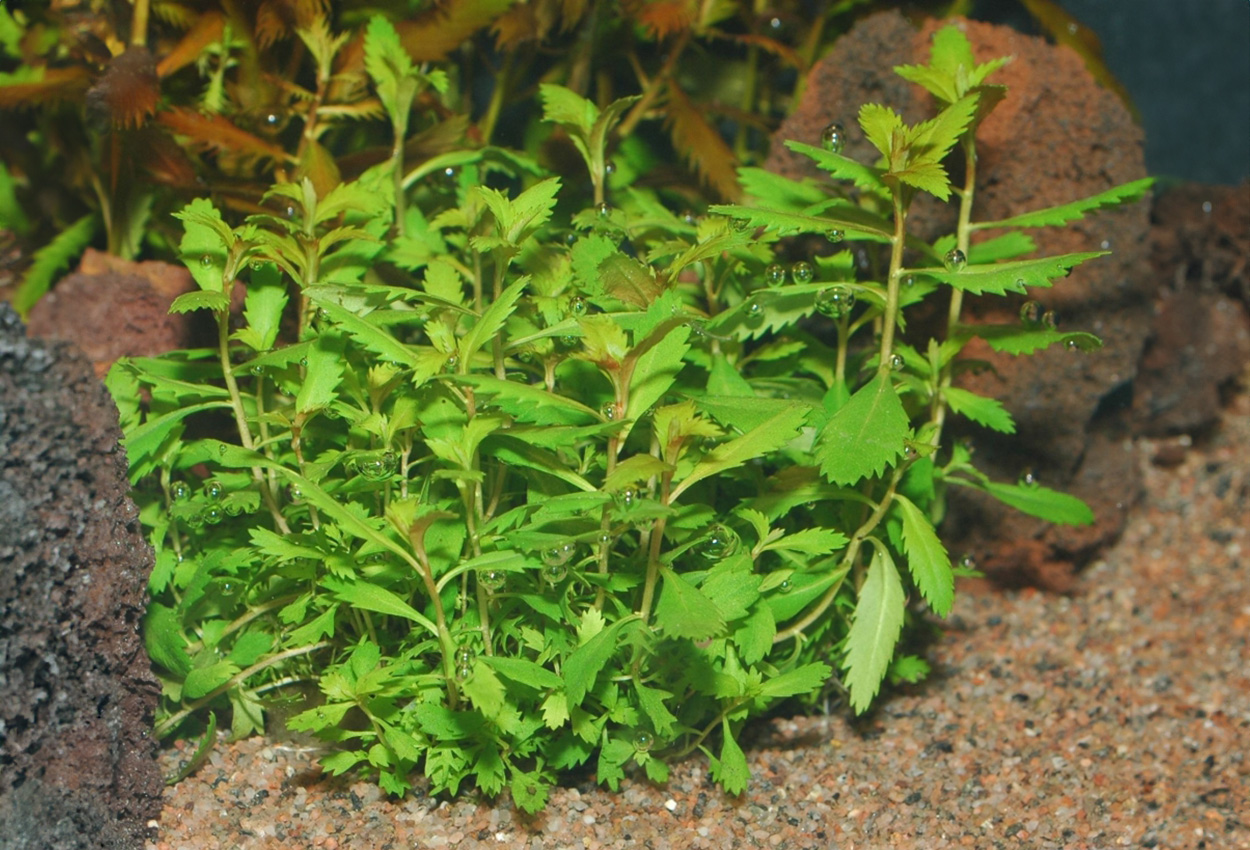 Proserpinaca palustris "cuba"