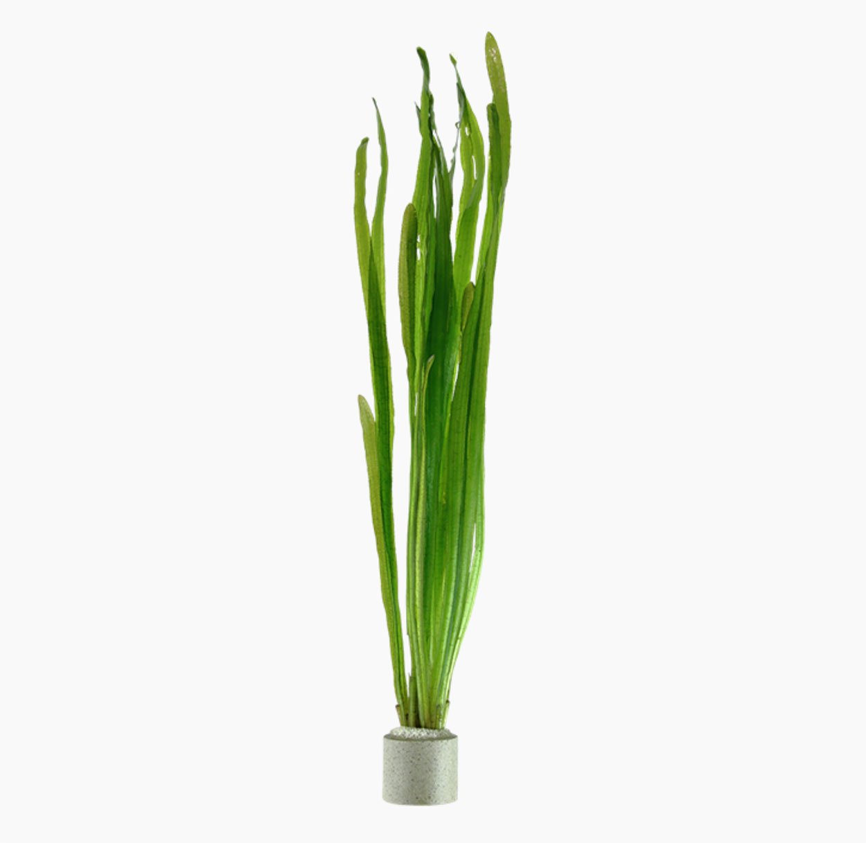 Vallisneria americana, 'natans'