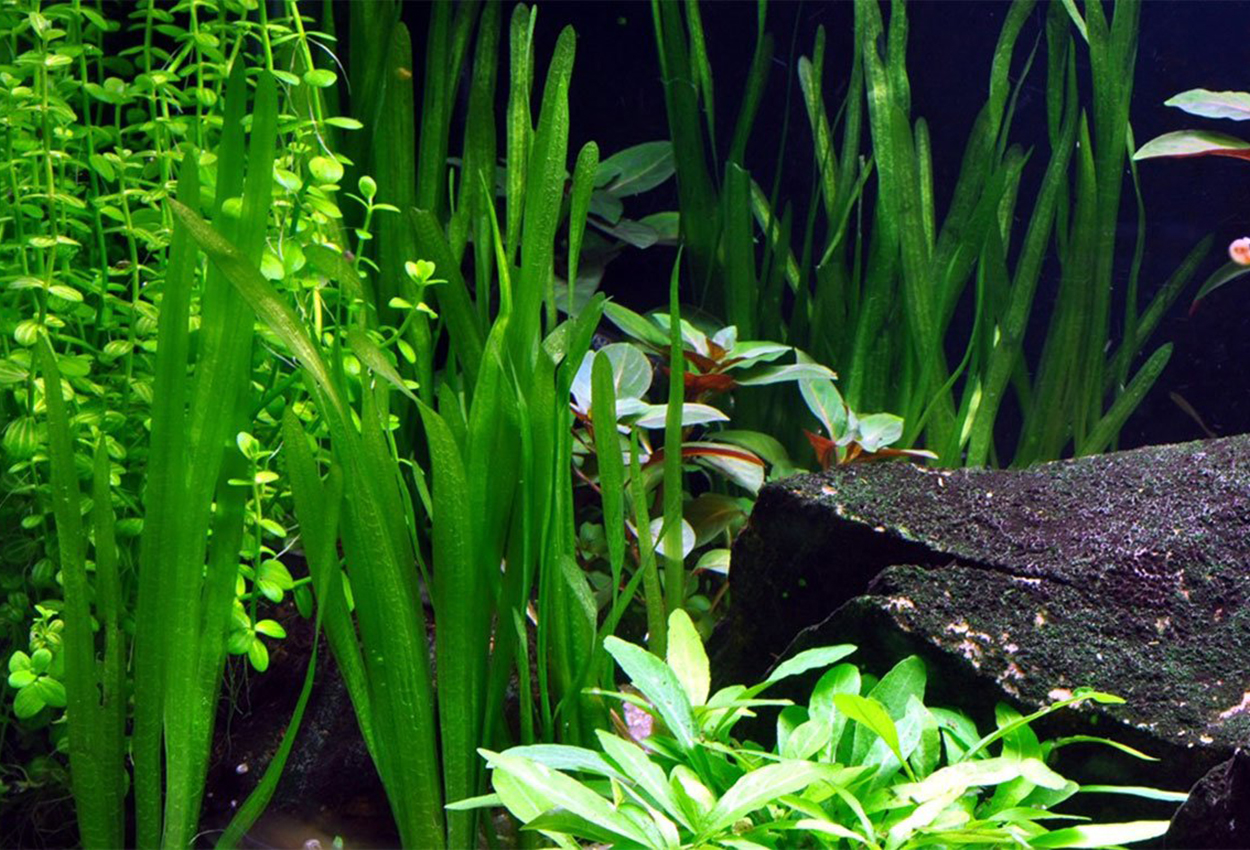 Vallisneria americana, 'natans'