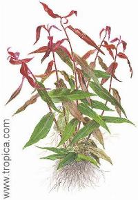 Polygonum sp.