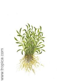 Ranunculus limosella