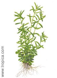Rotala sp. 'green'