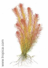 Rotala wallichii