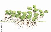 Salvinia natans