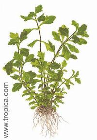 Shinnersia rivularis