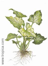Syngonium podophyllum