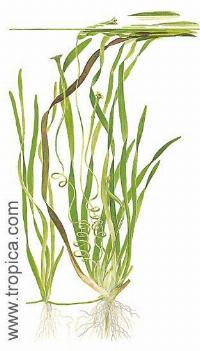 Vallisneria americana (natans)