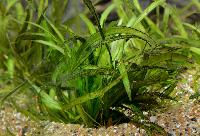Sagittaria platyphylla