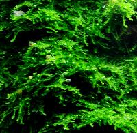 Vesicularia ferrieri 'weeping' 