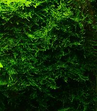 Taxiphyllum sp. 'spiky'