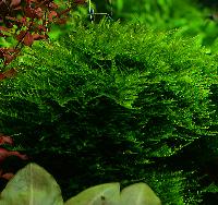 Taxiphyllum sp. 'spiky'