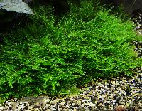 Taxiphyllum sp. 'spiky'
