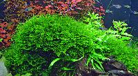 Taxiphyllum sp. 'spiky