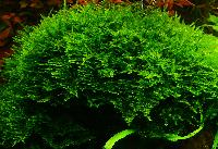 Taxiphyllum sp. 'spiky