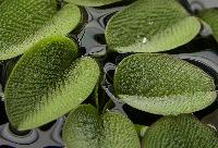 Salvinia natans