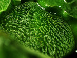 Salvinia natans