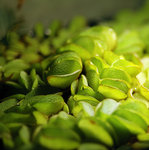 Salvinia natans