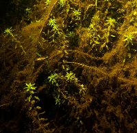 Tonina fluviatilis