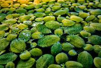 Musselblomma 
