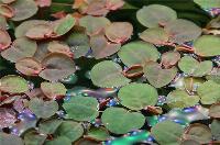 Phyllanthus fluitans