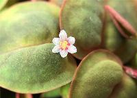 Phyllanthus fluitans