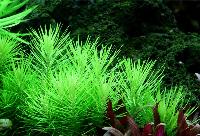Pogostemon erectus