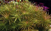 Pogostemon stellatus