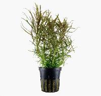 Pogostemon stellatus